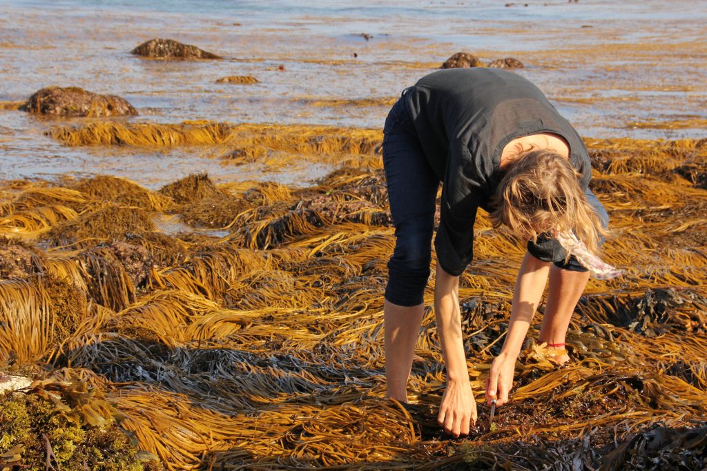Rachel Lambert foraging for seaweed on a wild food course in Cornwall