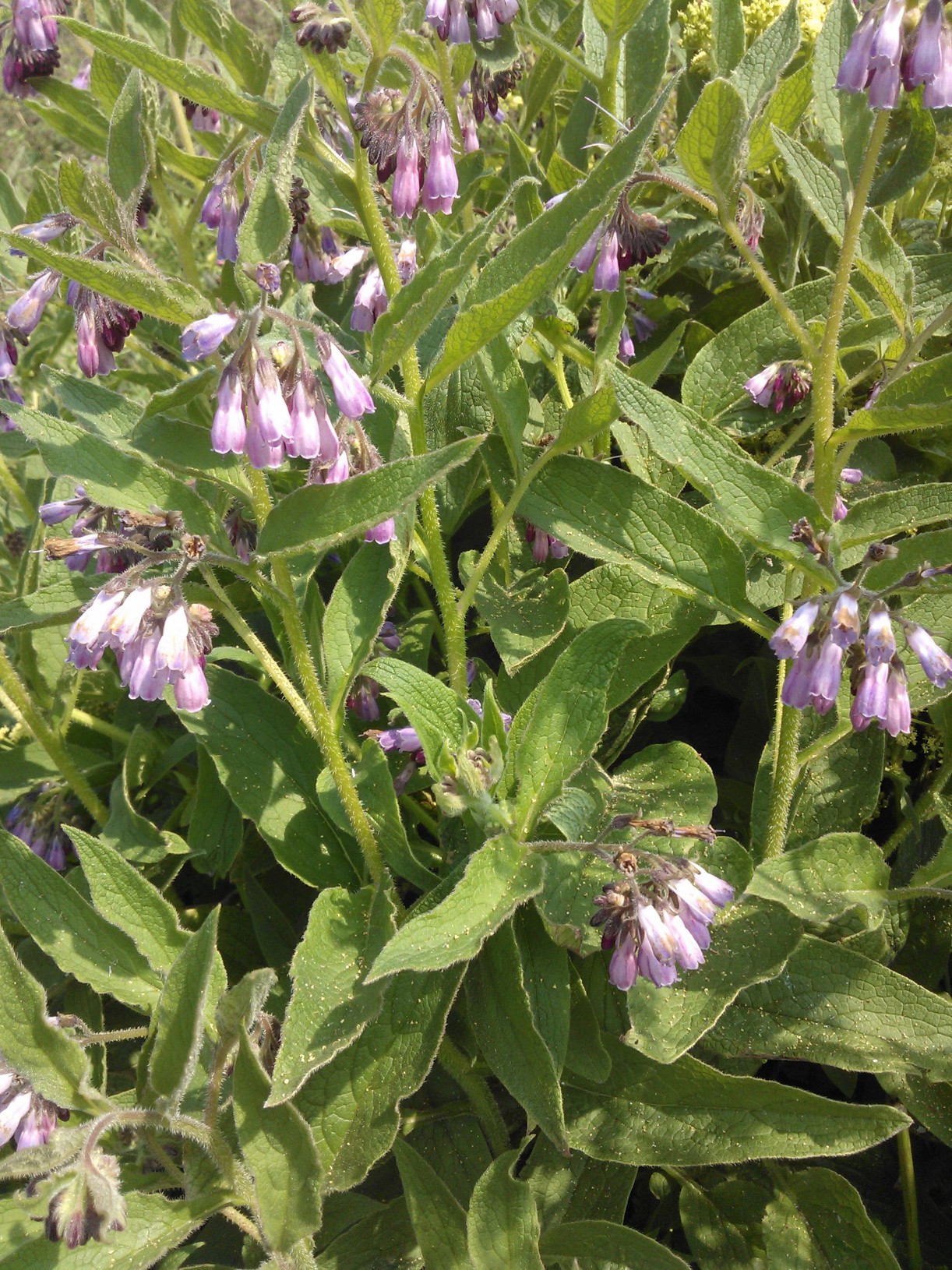 Comfrey To Eat Or Not To Eat Wild Walks Southwest