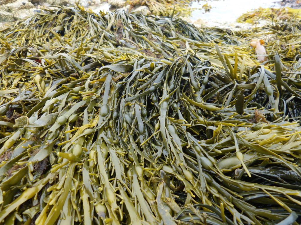 Edible seaweed over rocks