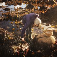 Rachel Lambert foraging for seaweed