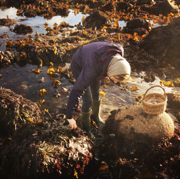 Rachel Lambert foraging for seaweed