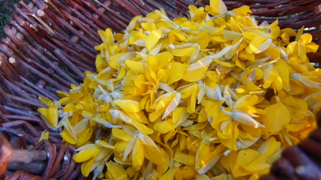 ulex europeaus and ulex galli