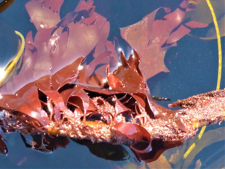 This is what seaweed looks like