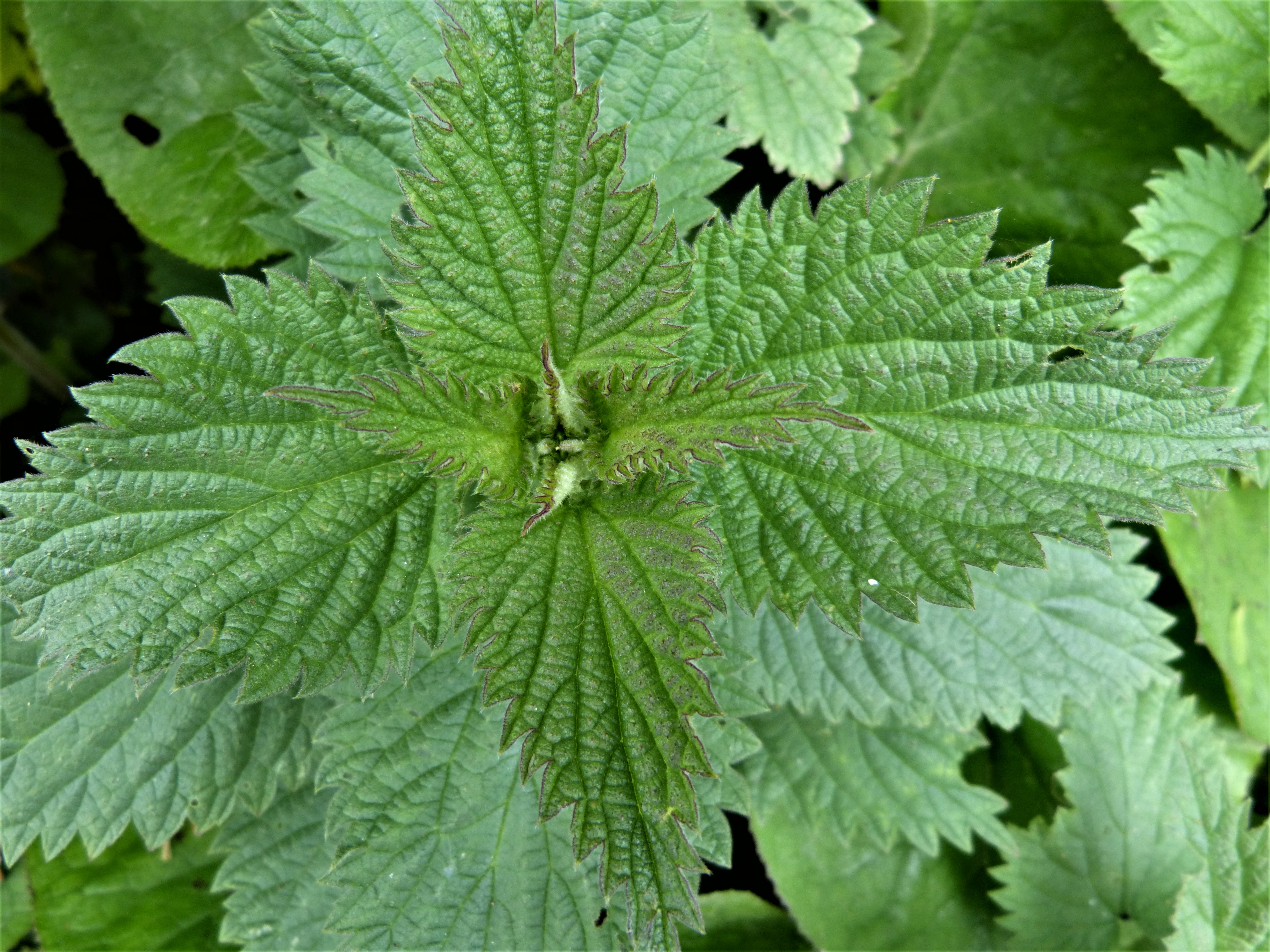 Does Boiling Water Kill Stinging Nettles  
