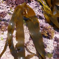 Laminaria digitata