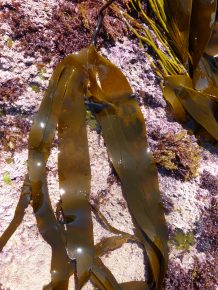 Laminaria digitata