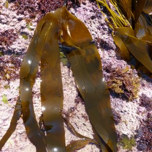 Laminaria digitata