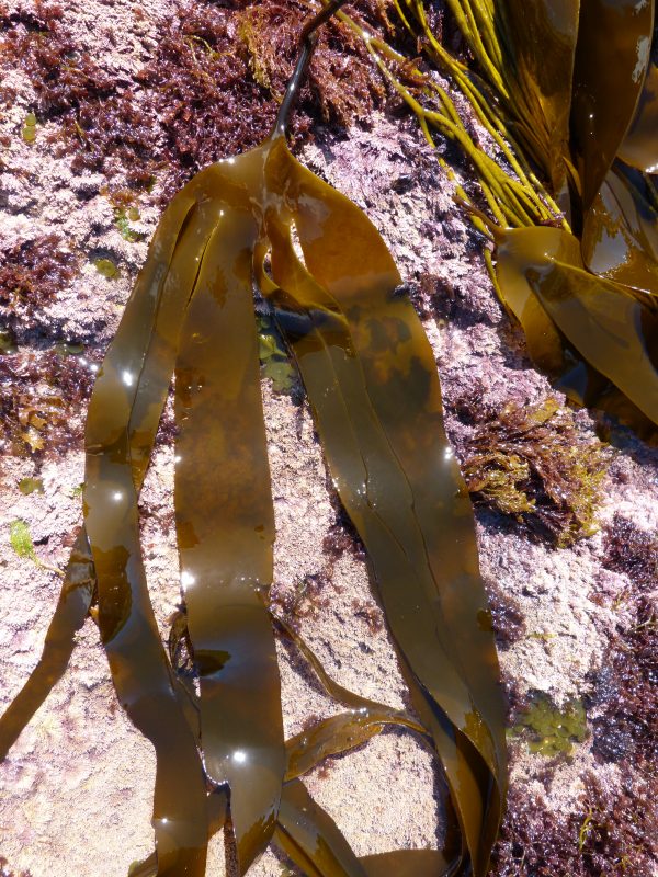 Laminaria digitata