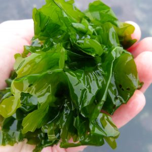 Ulva lactuca