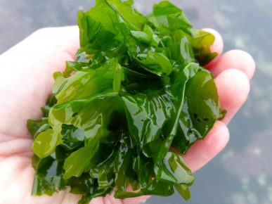Ulva lactuca