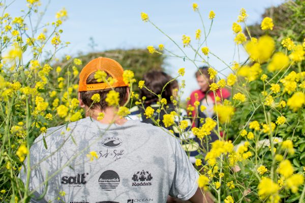 Brassica nigra, black mustard growing wild