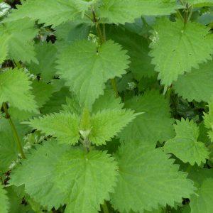 urtica dioica