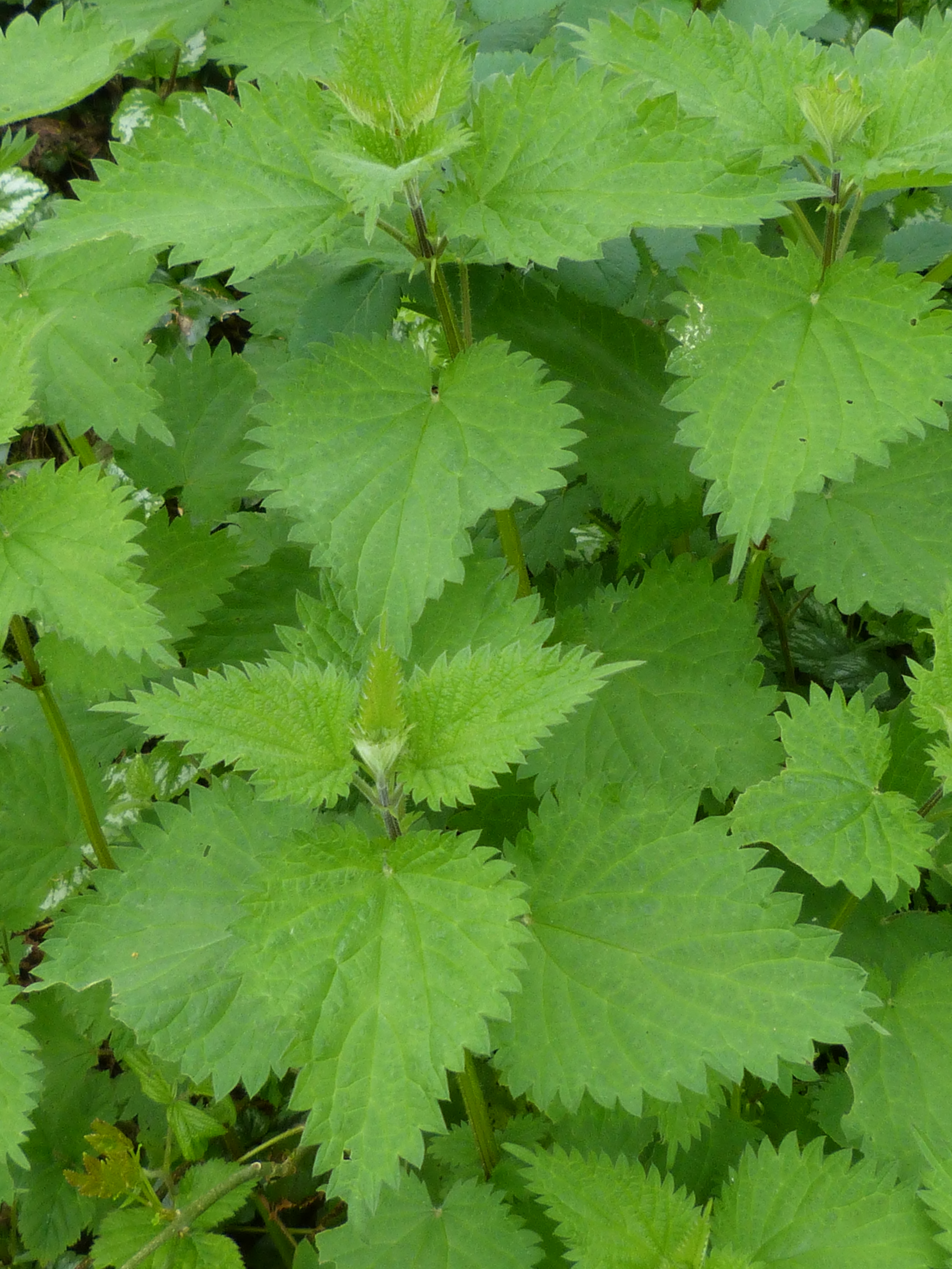 urtica dioica