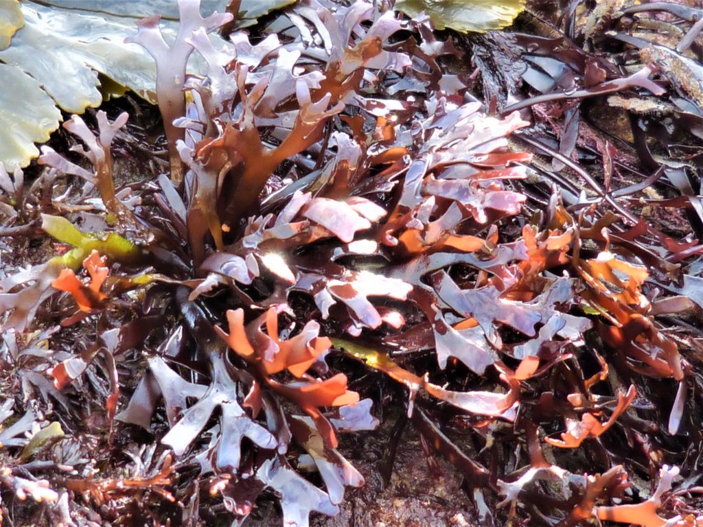 Chondrus crispus