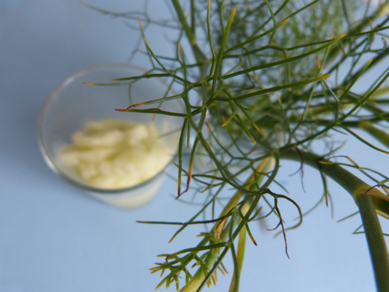foeniculum-vulgare