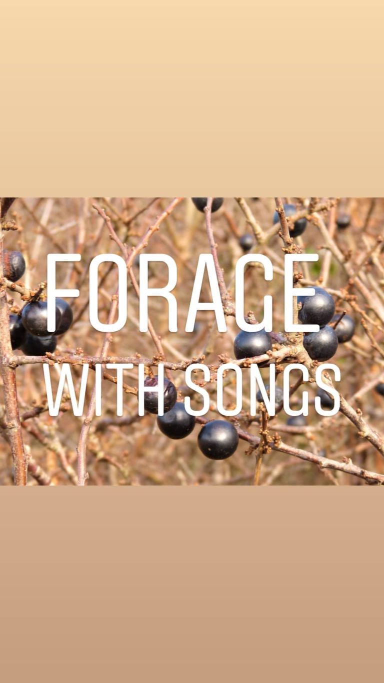 Prunus spinosa, sloes blackthorn