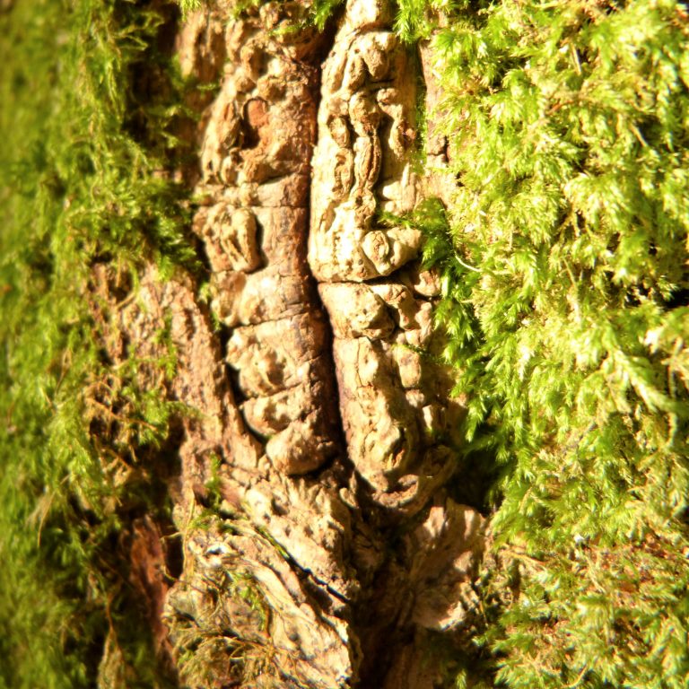 Discovering your nature within