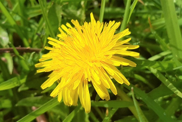 Dandelion flower