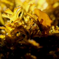 foraging for seaweed