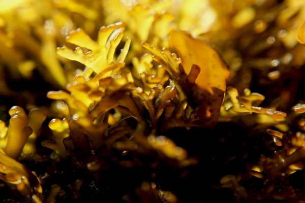 foraging for seaweed