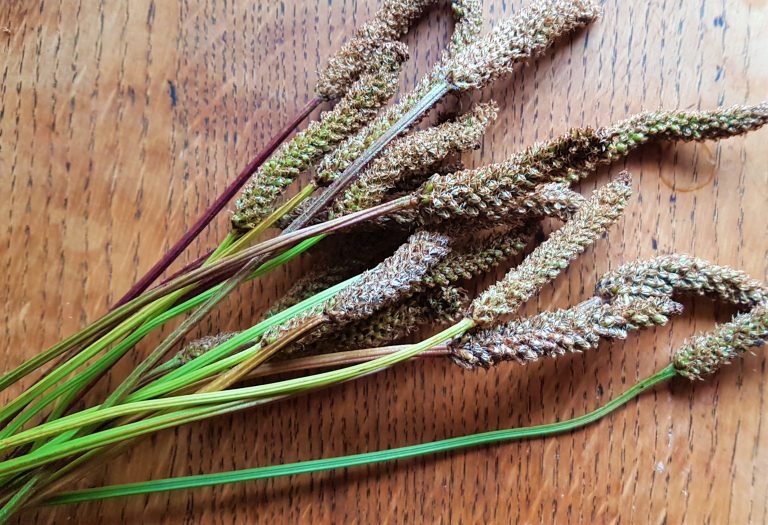 Bunch of plaintain seed heads on my kitchen table