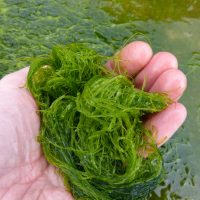 Handful of freshly picked green seaweed