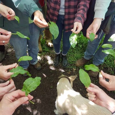A group of wild food walkers learning about sorrel