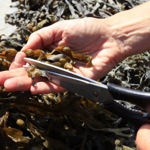 Harvesting bladder wrack