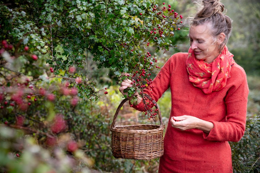 Picking haw berries on a foraging course