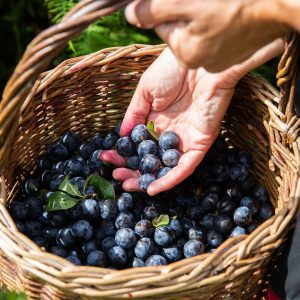 A basket of sloe fruits on a foraging course
