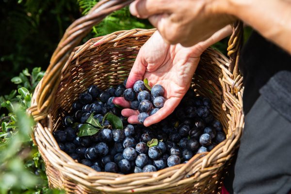 A basket of sloe fruits on a foraging course