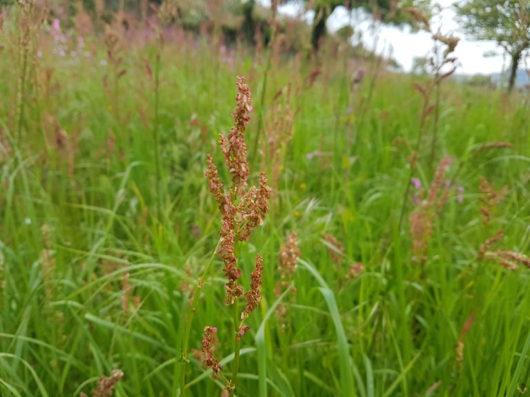 Field of flowering sorrel on a foraging courses