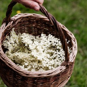 Basket of elderflowers on a foraging course