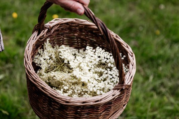 Basket of elderflowers on a foraging course