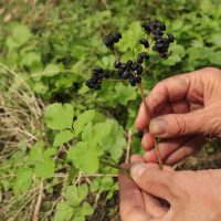 Identifying alexander seeds and leaves on a foraging course in Cornwall