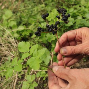 Identifying alexander seeds and leaves on a foraging course in Cornwall