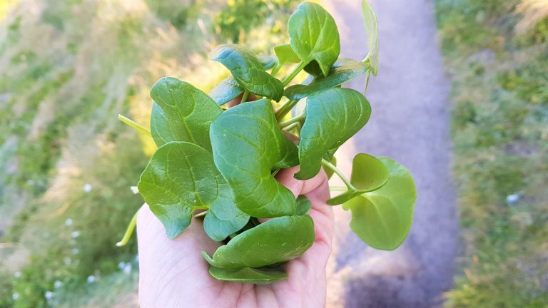 Handful of scurvygrass on a foraging course