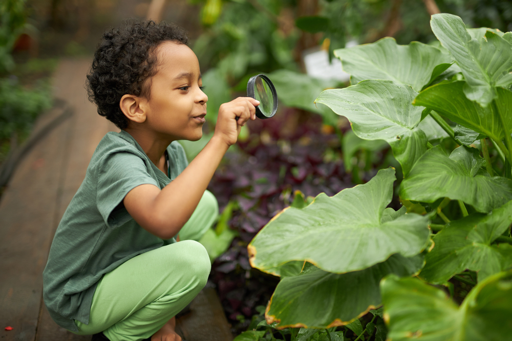 Plant identification on a foraging walk
