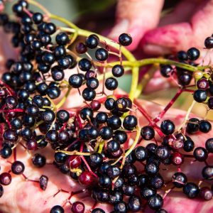 A cluster of elderberries in a hand