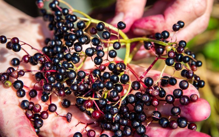 A cluster of elderberries in a hand
