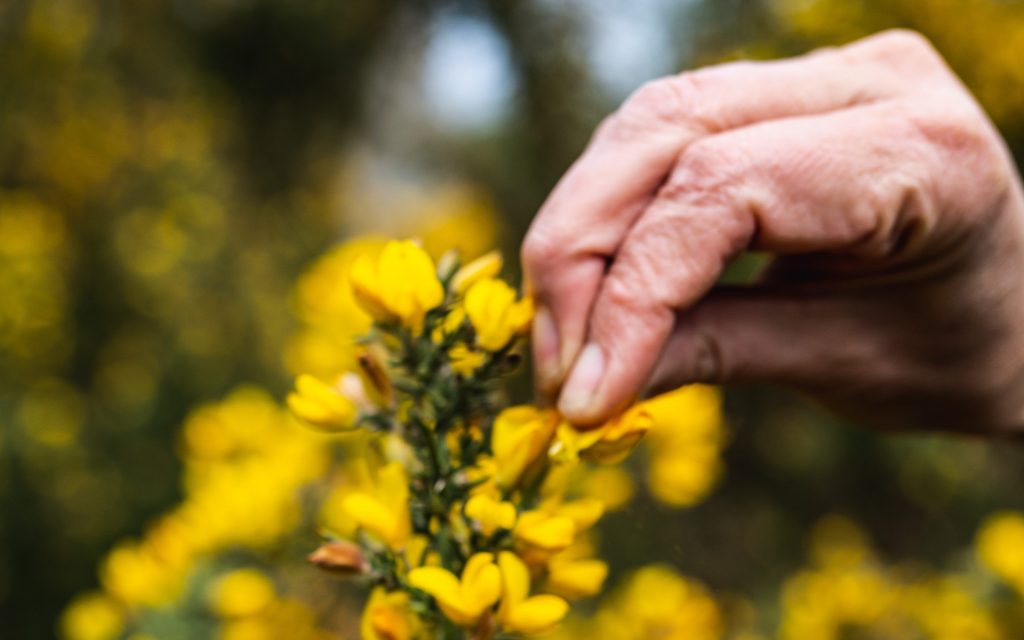 Learning about gorse flowers on a foraging course