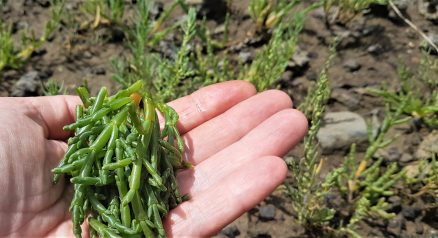 Picking wild marsh samphire