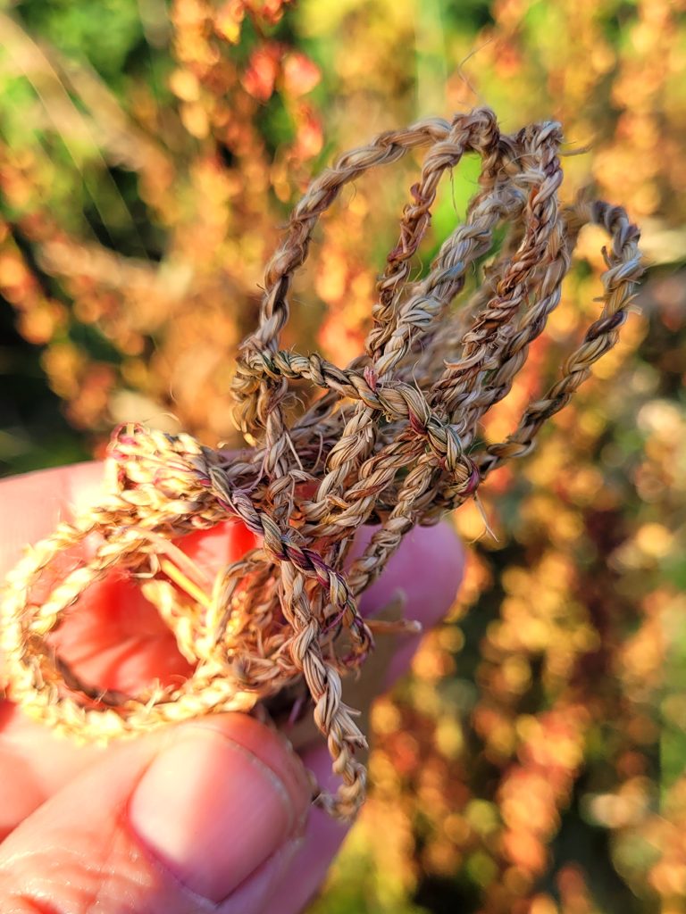 String made from dock plant fibres, photographed in front of seeding dock