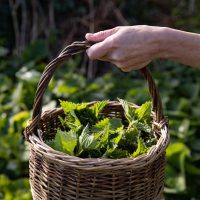 Basket full of freshly foraged nettles held up