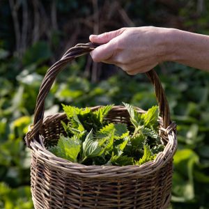 Basket full of freshly foraged nettles held up