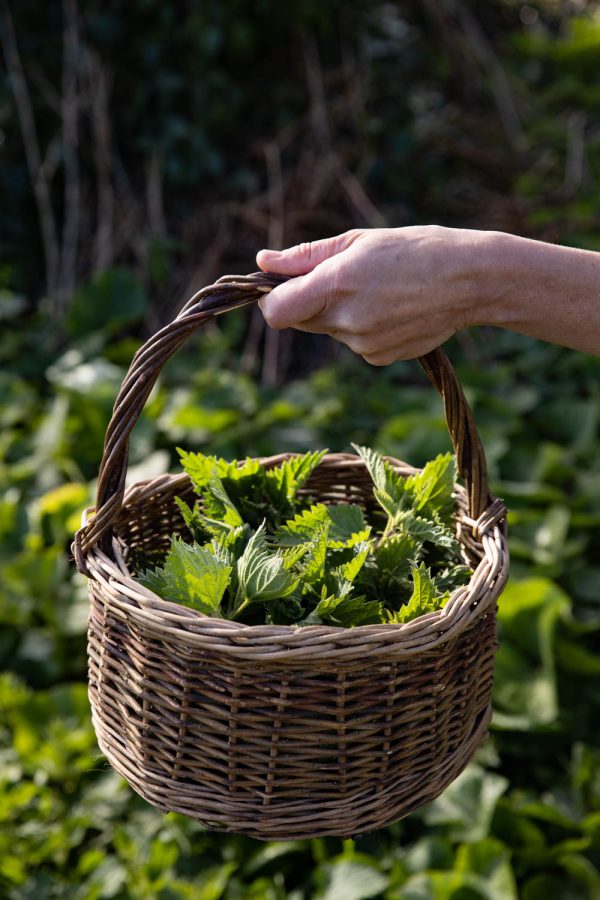Basket full of freshly foraged nettles held up