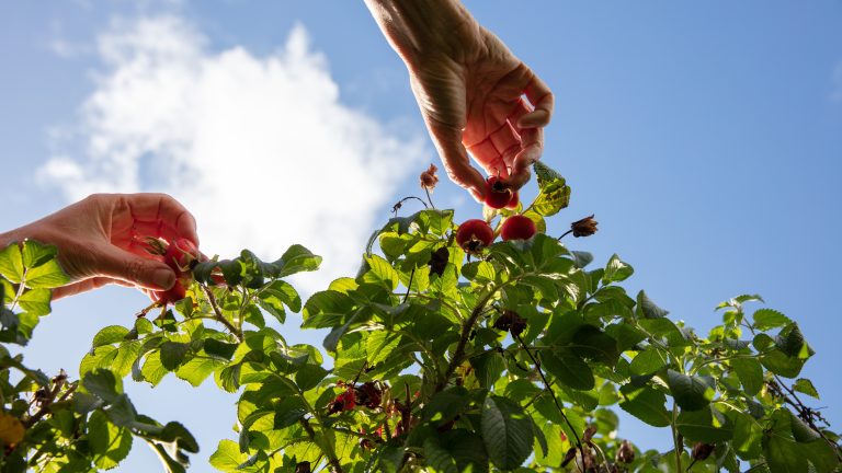 Picking Japanese rosehips on a foraging course