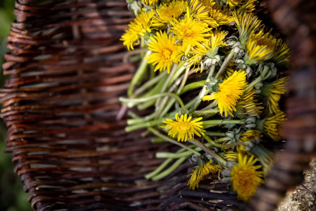 A basket of dandelion flowers and stems for a wild food recipe by Rachel Lambert