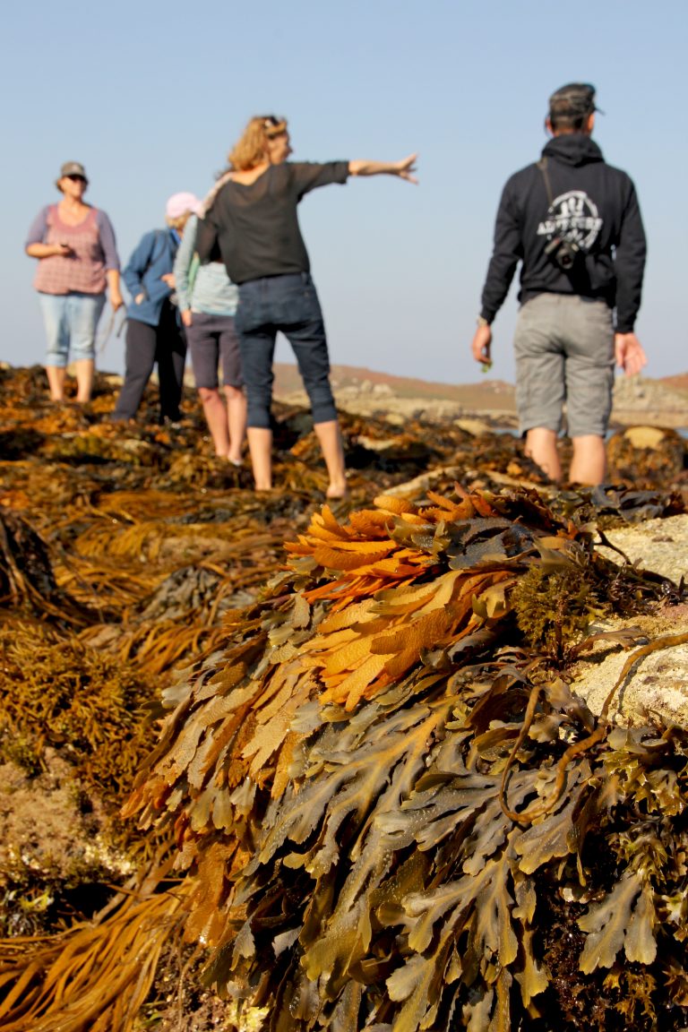 Rachel Lambert leading a seaweed wild food walk