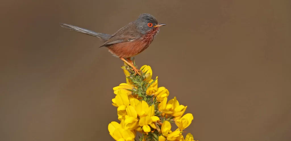 Small, wild bird feeding off insects on gorse